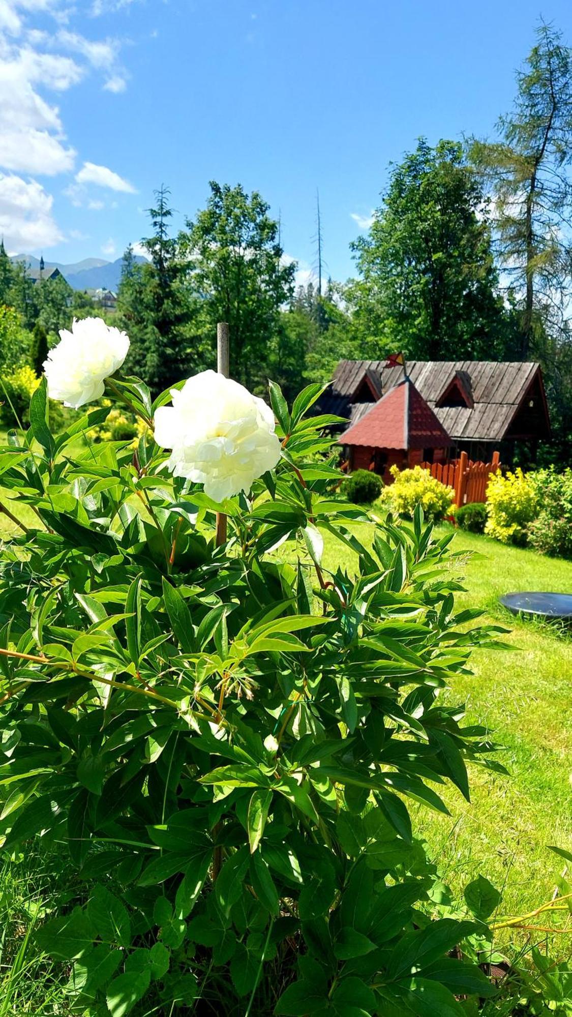 Willa Posrednia Zakopane Esterno foto